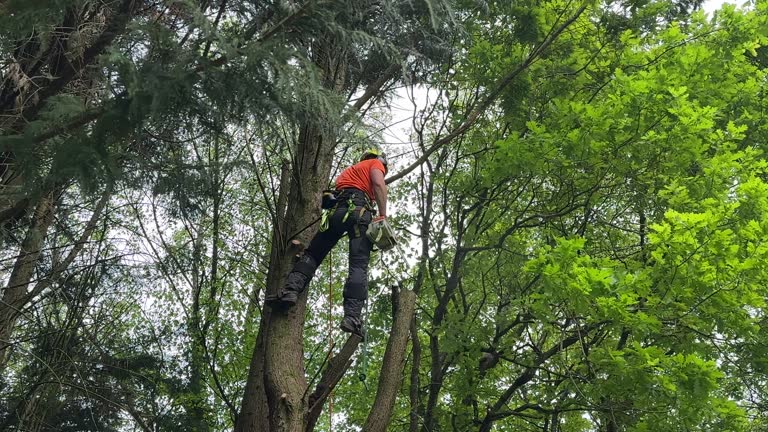 Seasonal Cleanup (Spring/Fall)